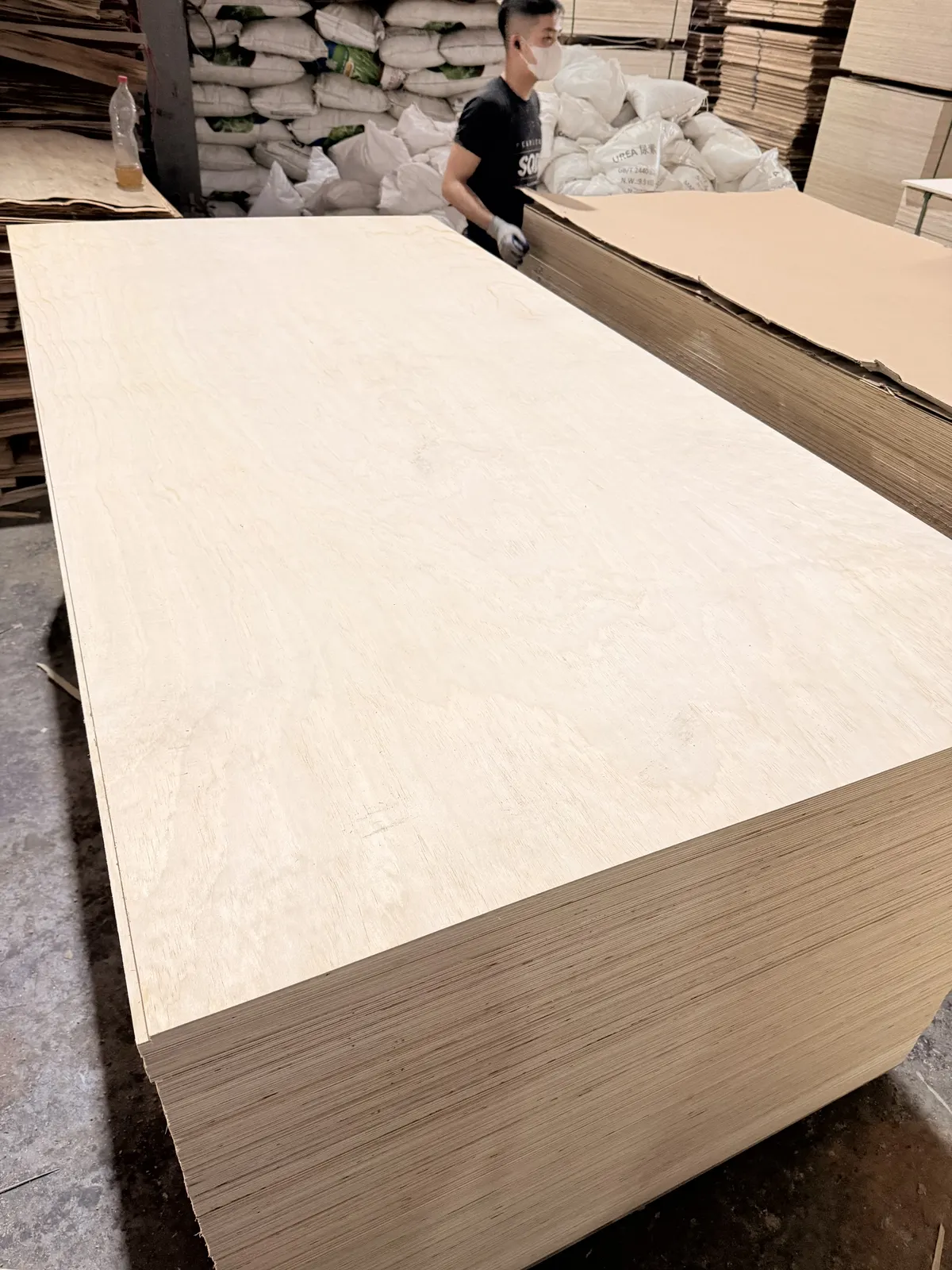 Real Poplar plywood