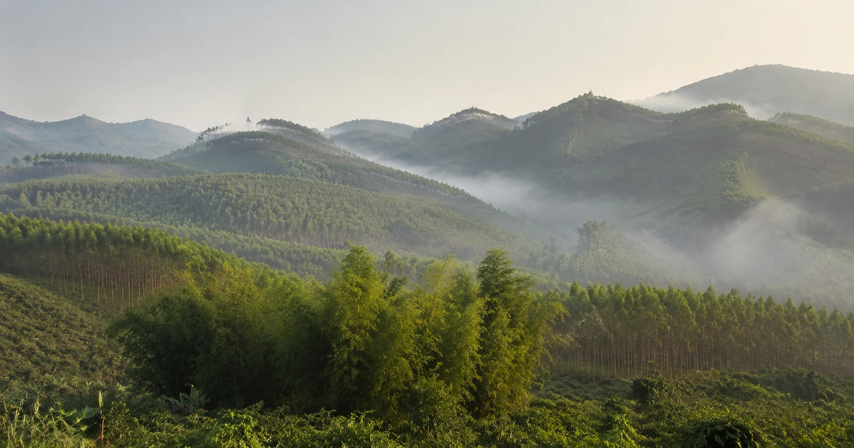 Misty green hills planted with rows of acacia and eucalyptus forest in northern Vietnam, a bamboo grove in front